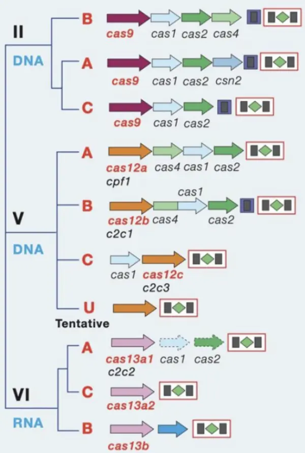 CRISPR/Cas systems are categorized into two classes and six types
