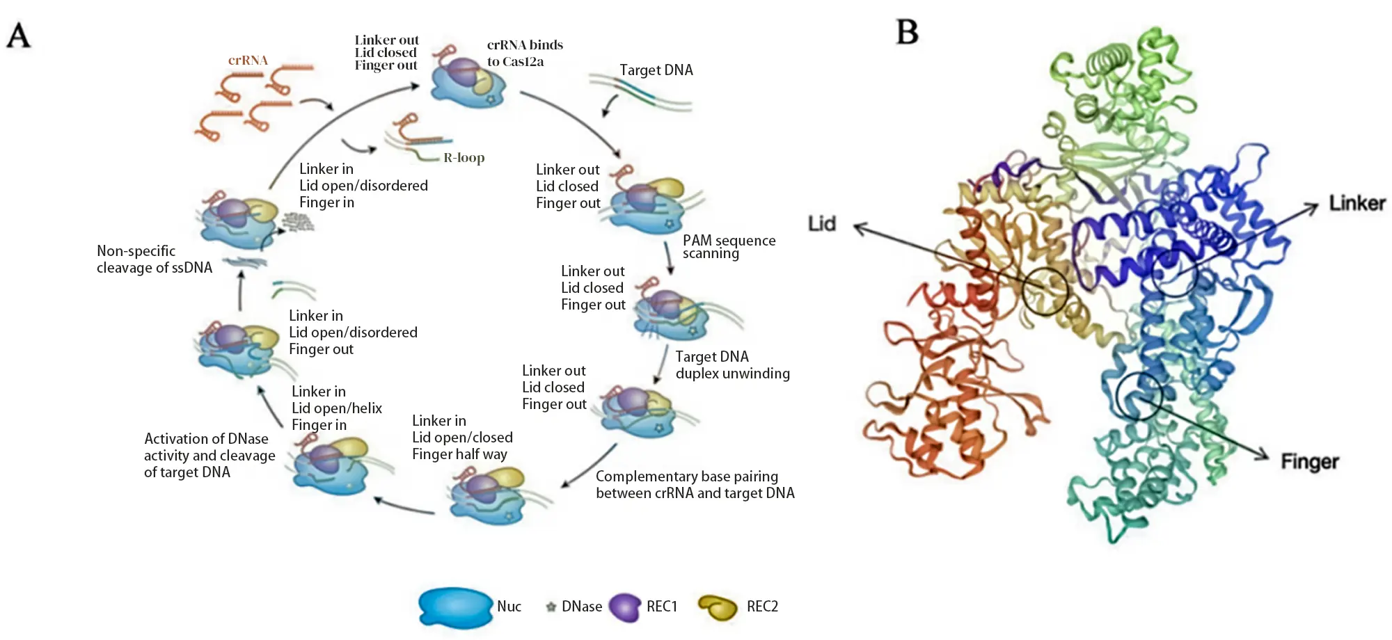 Mechanism of Action