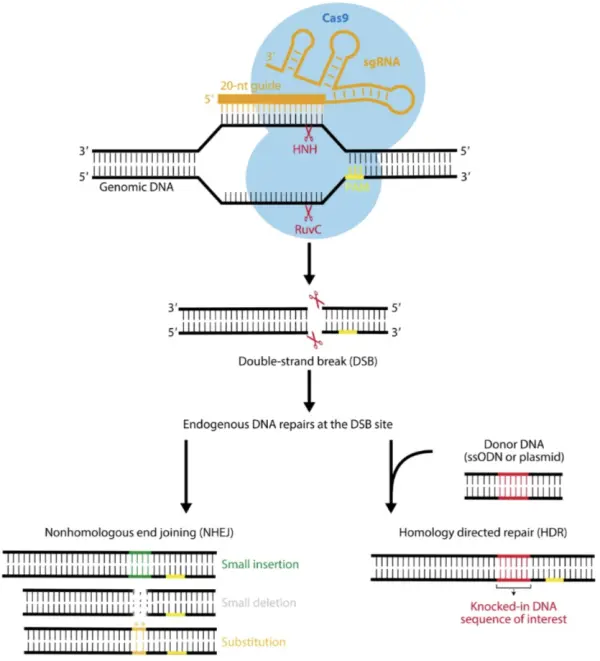 Mechanism of Action