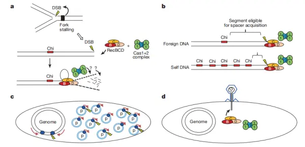 Figure 8. Mechanism of RecBCD in spacer acquisition