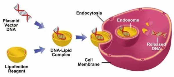 Chemical Transfection