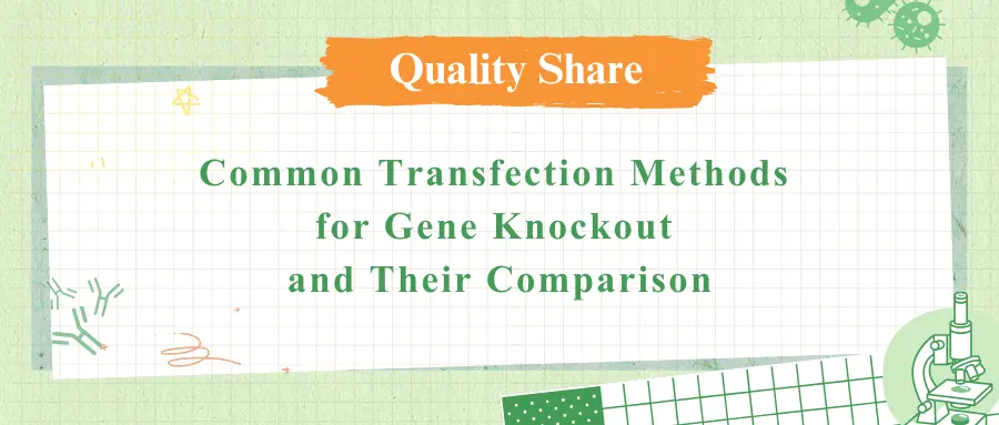 Common Transfection Methods for Gene Knockout and Their Comparison
