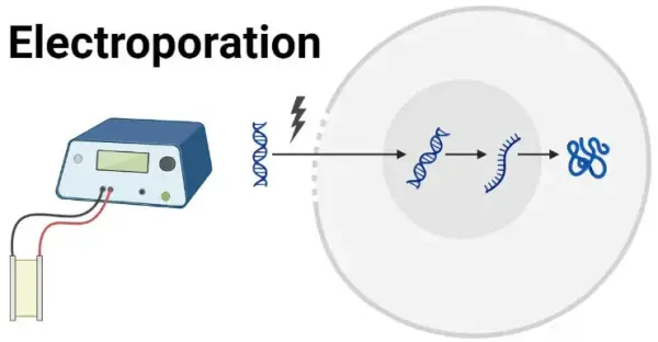 Electroporation