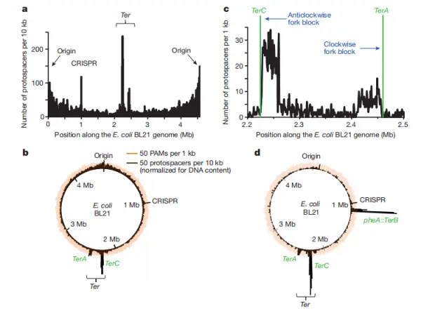 Figure 2. Chromosome-scale patterns of spacer acquisition