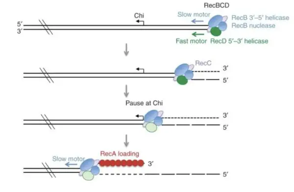 Figure 7. The RecBCD mechanism