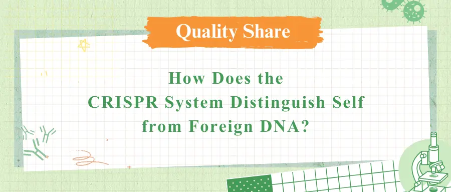 How Does the CRISPR System Distinguish Self from Foreign DNA?