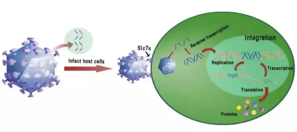 Lentiviral Transfection