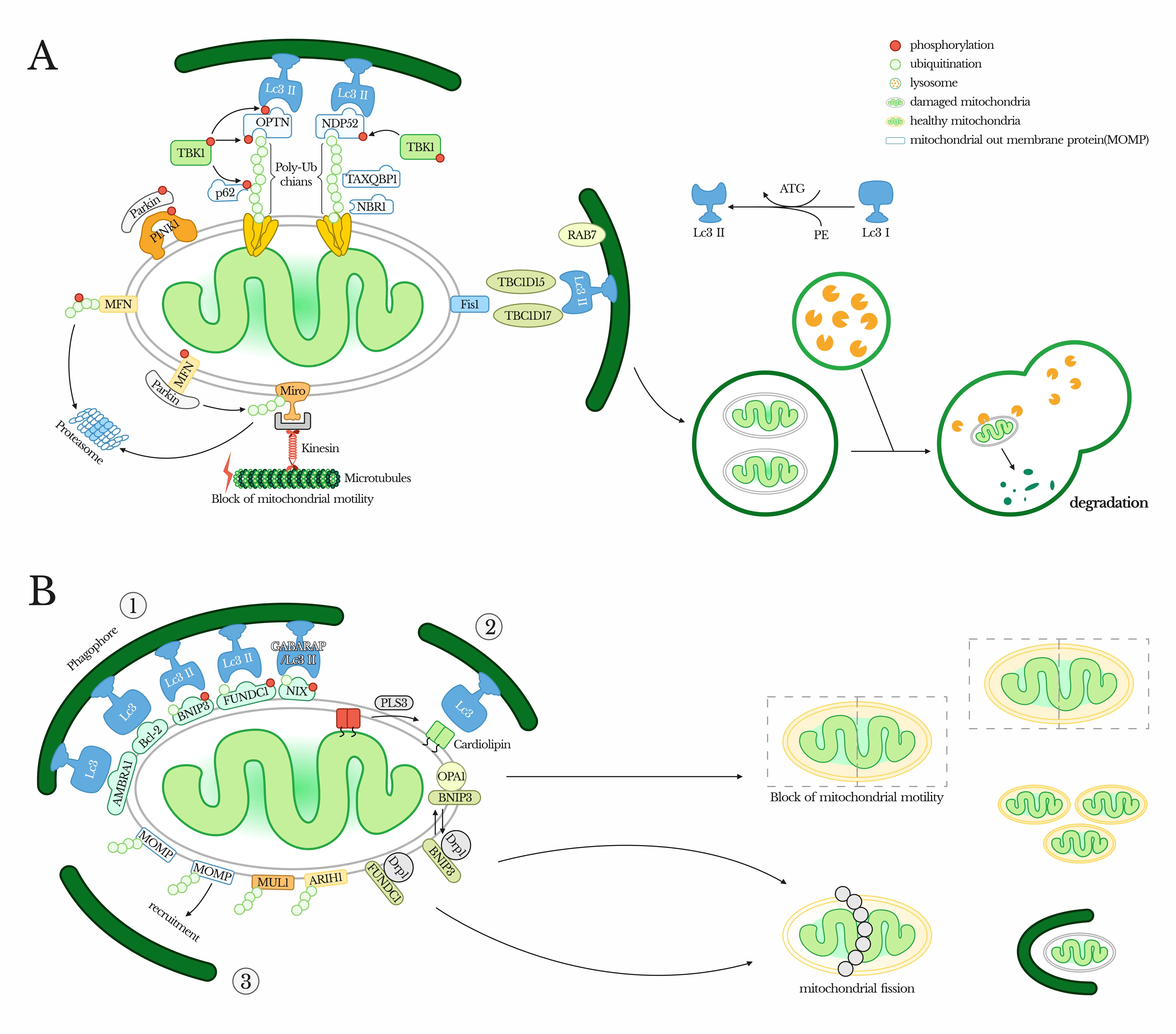 Mitophagy