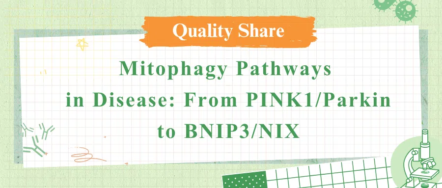 Mitophagy Pathways in Disease: From PINK1/Parkin to BNIP3/NIX
