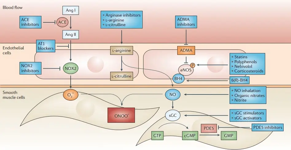 Lundberg et al., Cell Metab, 2015