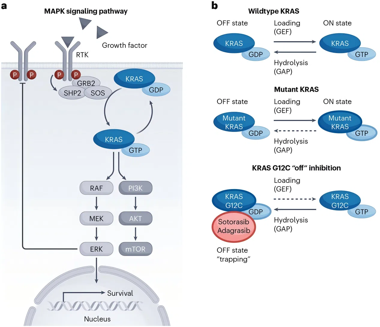 Figure 1: Regulation of KRAS and Signal Transduction Pathways