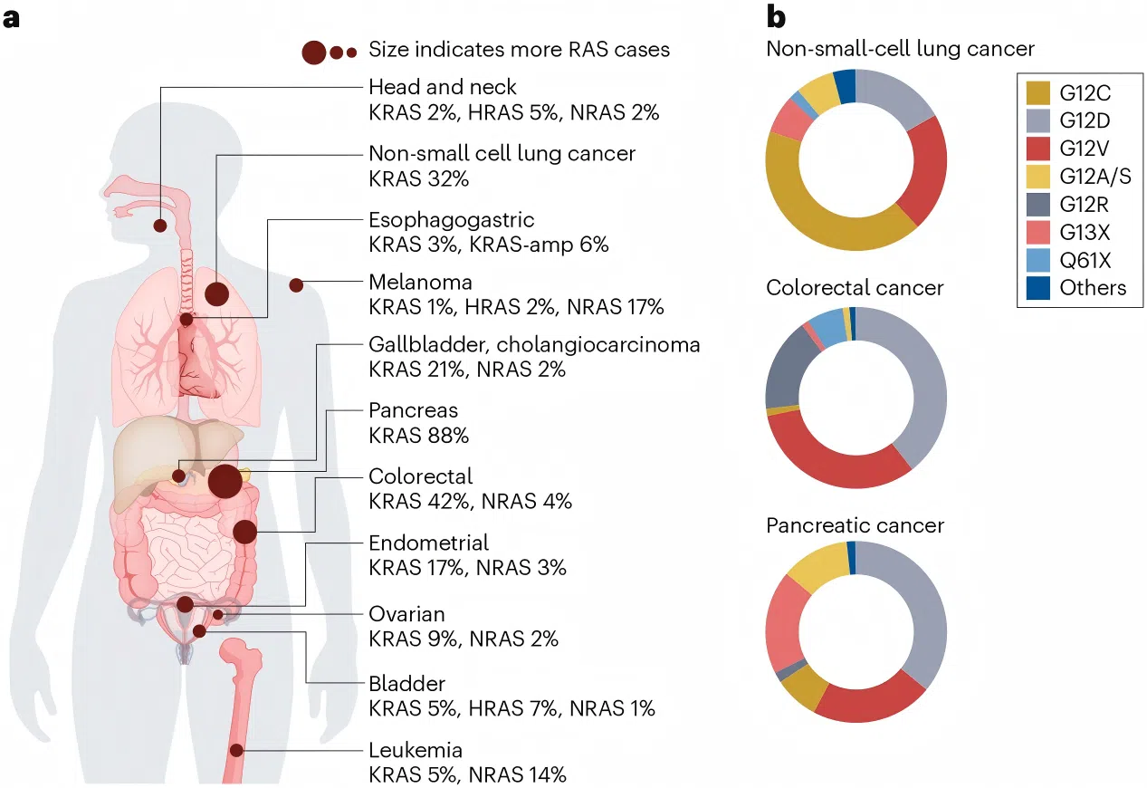 Figure 2: RAS Mutations in Cancer