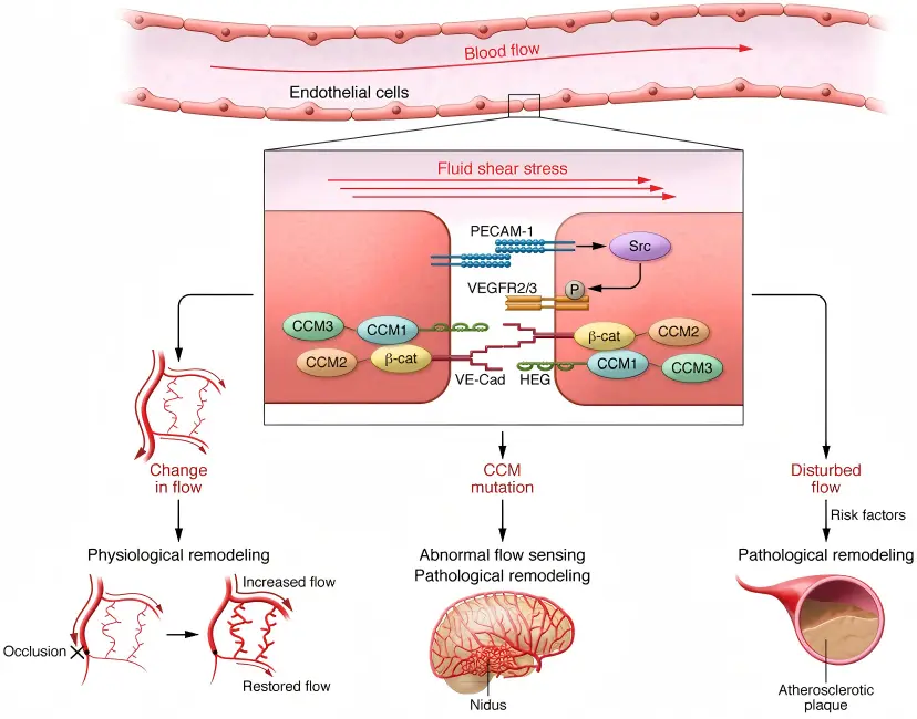 Fluid shear stress sensing in physiological and pathological vascular remodeling