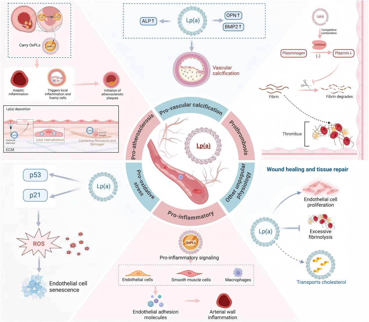 Figure 2. The pathophysiological mechanisms of Lp(a)