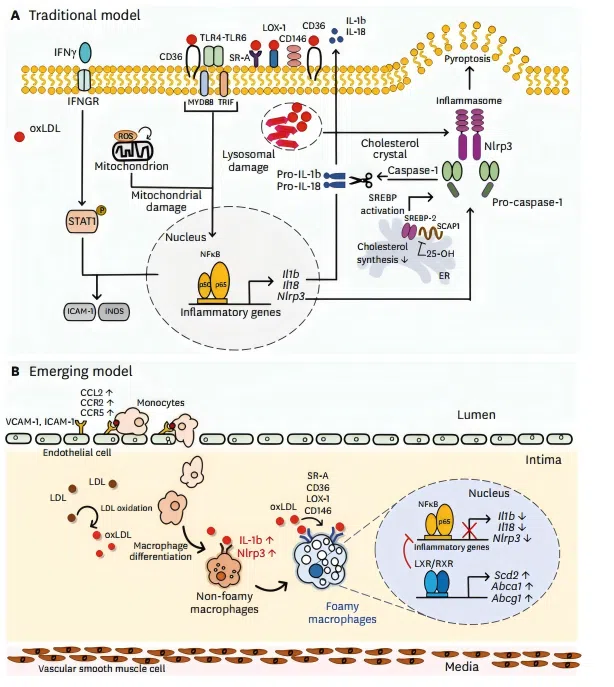 Figure 1.  Phenotypic changes of macrophages by lipid uptake in atherosclerotic lesion. 