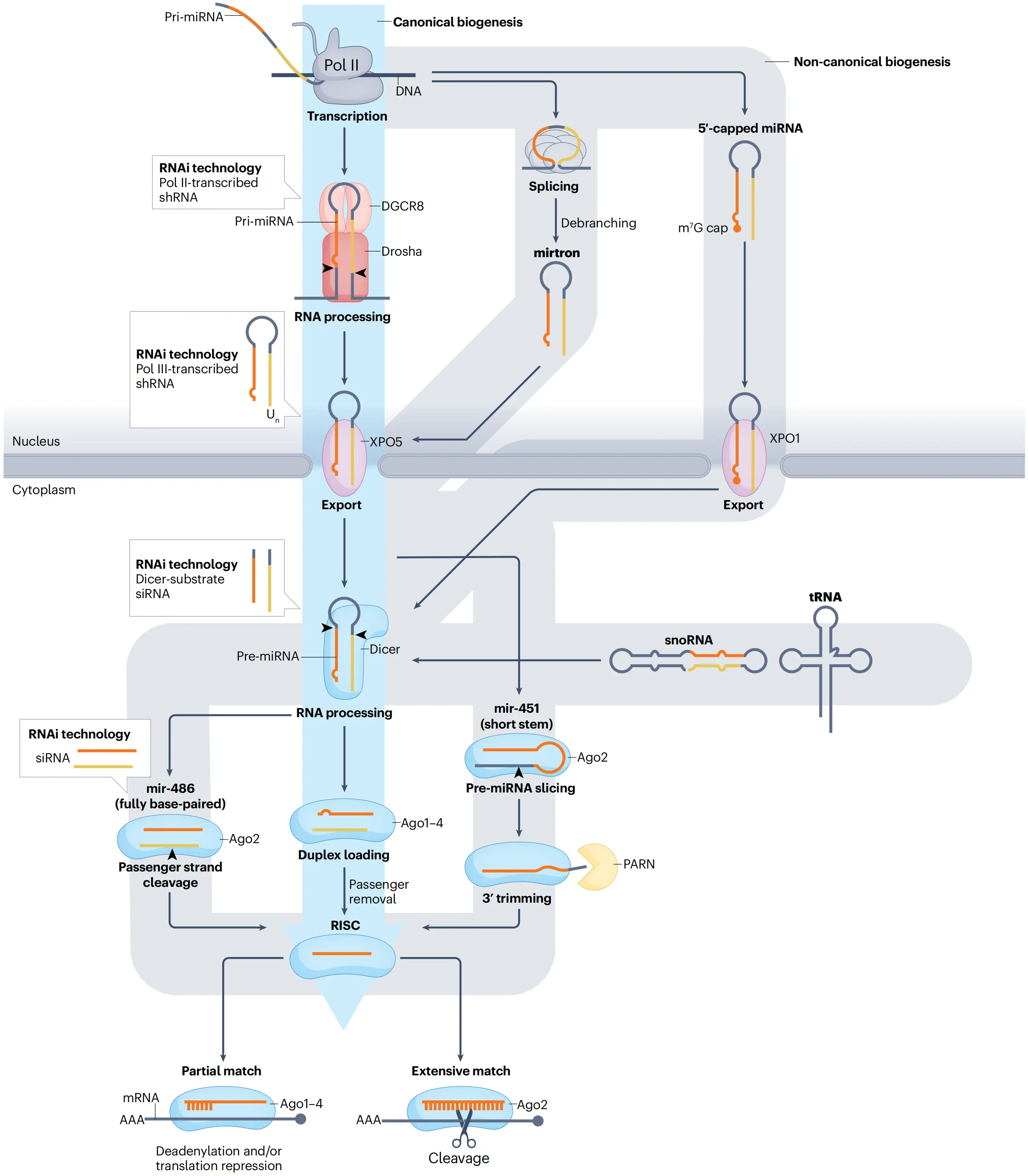 The microRNA biogenesis pathway and its use in RNAi technology