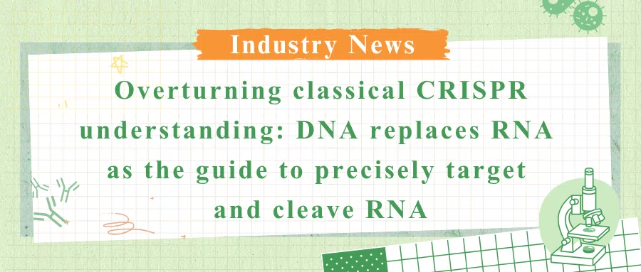 Overturning classical CRISPR understanding: DNA replaces RNA as the guide to precisely target and cleave RNA