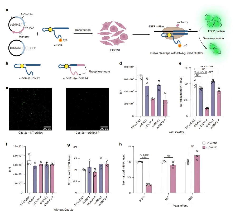 Figure 2: DNA-guided CRISPR-Cas system for intracellular RNA knockdown
