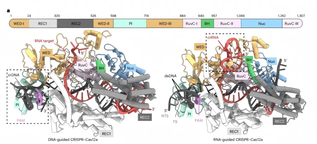 Figure 1: Structural comparison of DNA-guided and RNA-guided CRISPR&ndash;Cas12a systems