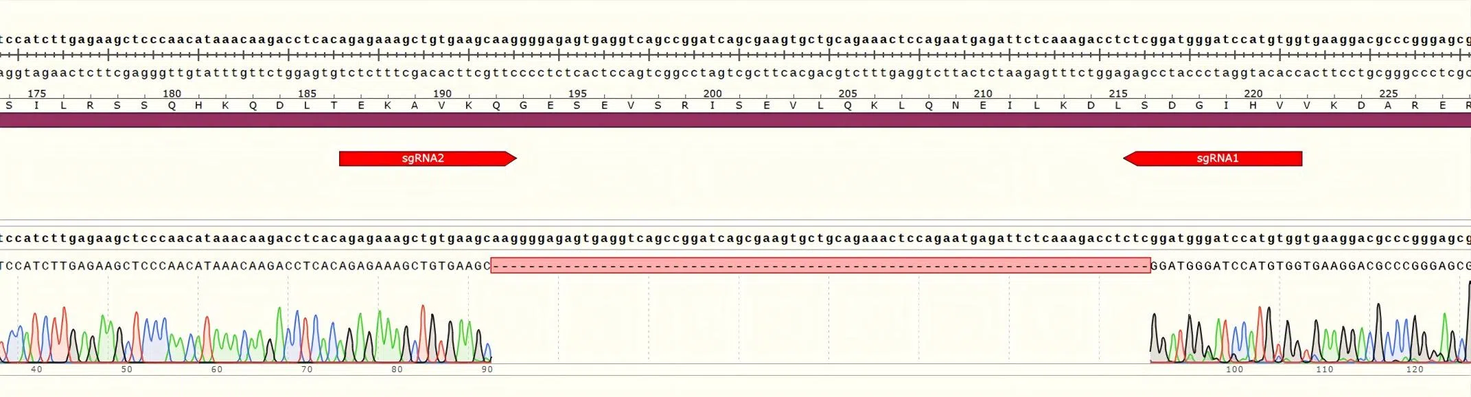 Huh6 fragment deletion result