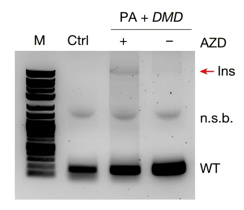 Figure 2. Prime Assembly mediated precise insertion of 11.3 kb full-length DMD cDNA