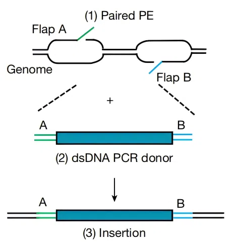 Figure 1. Principle of Prime Assembly Technology