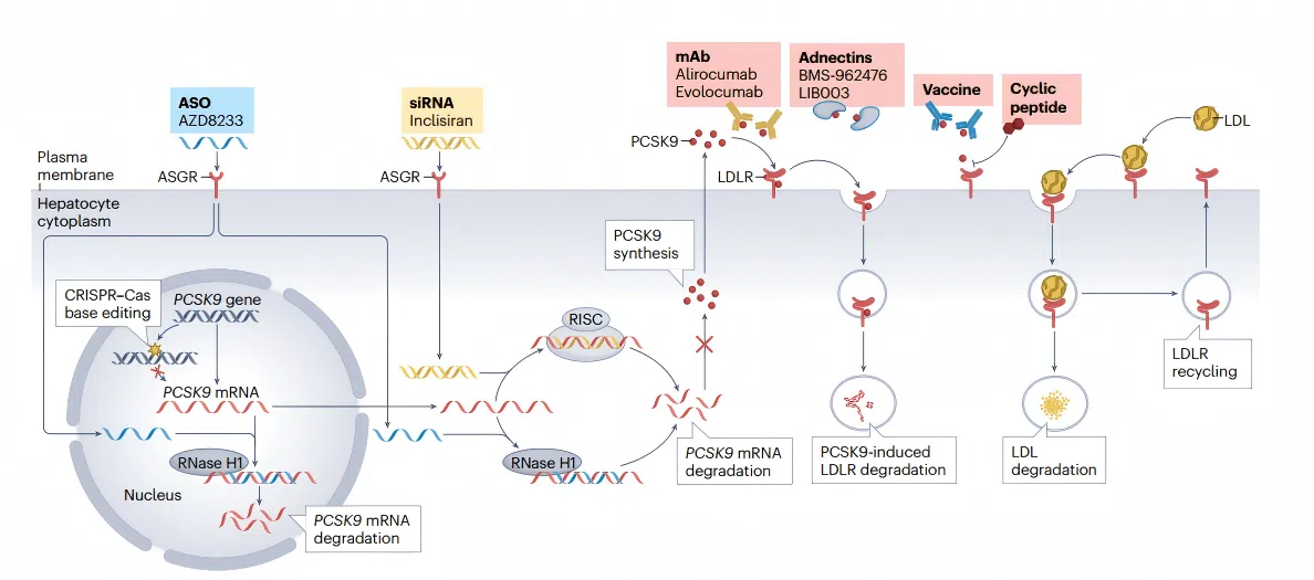Overview of lipid metabolism pathways