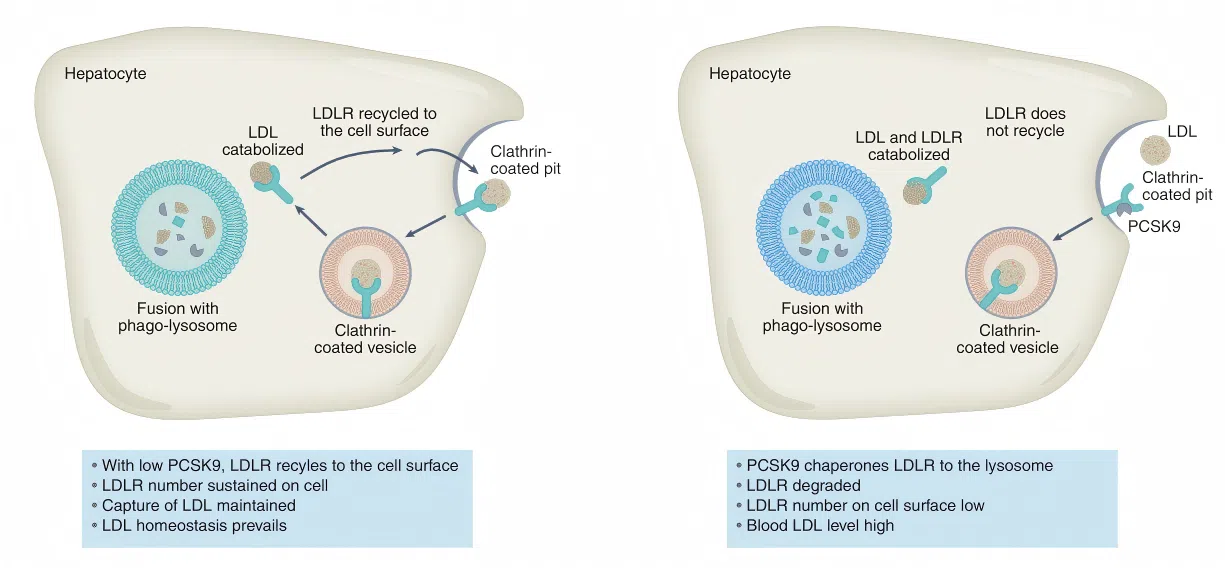 Figure 2. PCSK9-LDLR axis
