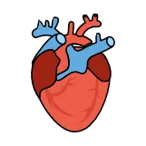 Cardiovascular