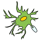 Neuroscience
