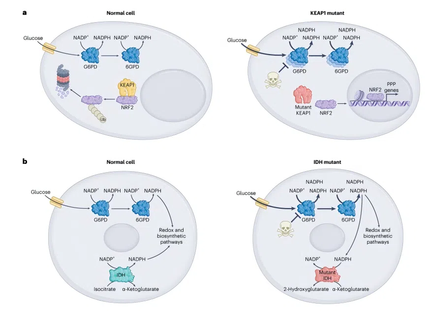 Schematic of the oncogenic landscape of the G6PD pathway in cancer