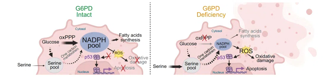 G6PD‑mediated KL lung tumor growth model