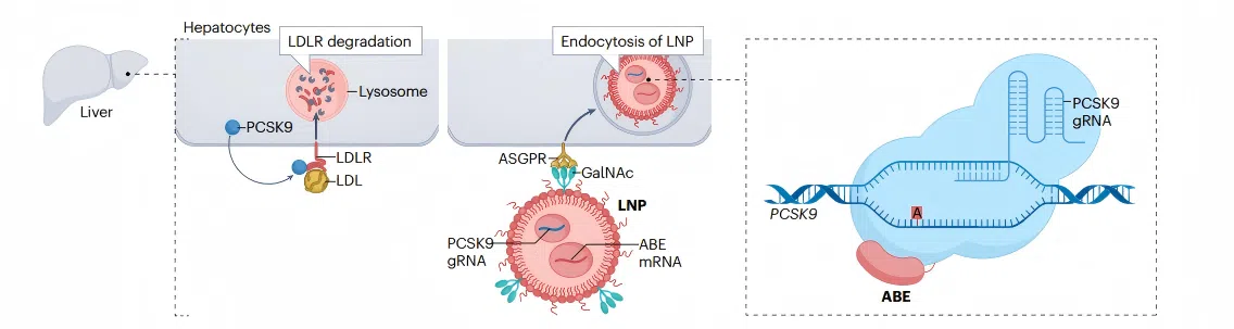 Mechanism of PCSK9-mediated LDL receptor degradation and base editing