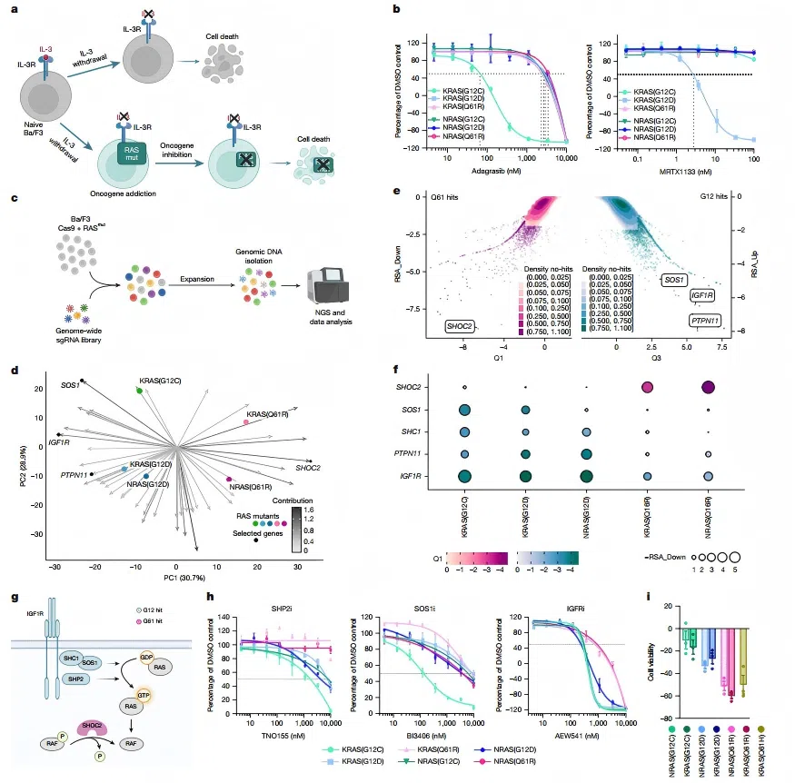 Figure 2. CRISPR knockout screening in Ba/F3 cells identifies mutation-specific RAS dependencies