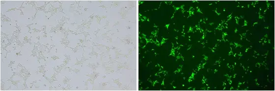 Electroporation 68%