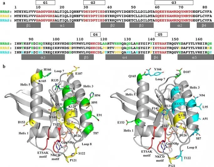 Figure 1. Sequence alignment and structural differences between NRAS and other Ras isoforms