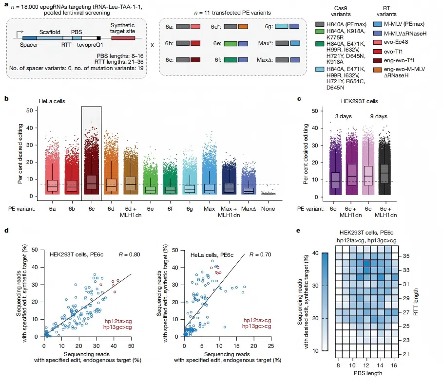 Figure 2. Heatmap of editing efficiency of PE6c combined with MLH1dn across different target sites and epegRNA designs