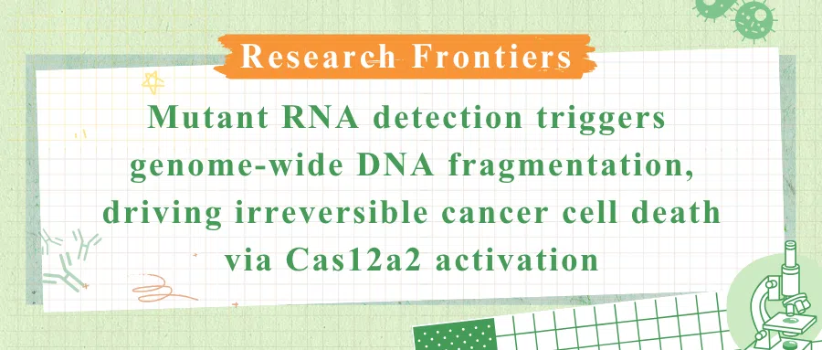 CRISPR-Cas12a2 chromatin shredding