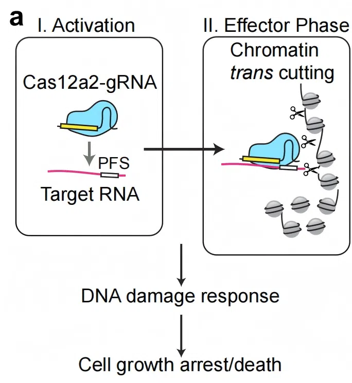 Figure 1. Schematic of Cas12a2-mediated trans-cleavage and mammalian cell killing mechanism