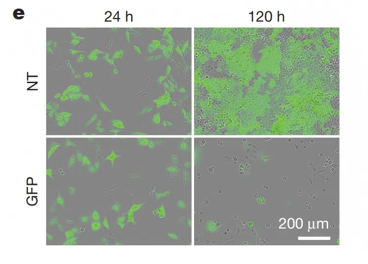 Figure 2. RNA-triggered targeted cell elimination mediated by GeCas12a2 in human cells