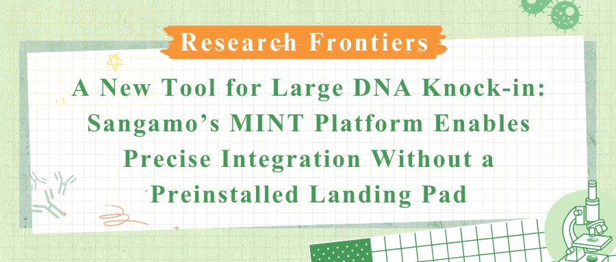 Engineered integrases for large DNA integration
