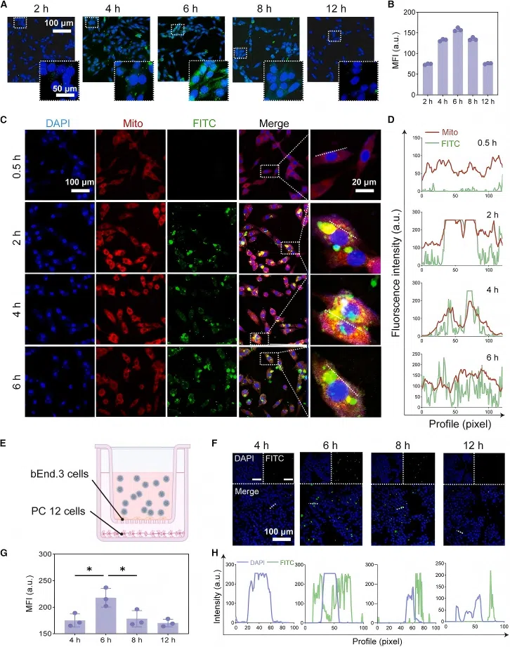 Figure 1. Transwell BBB co-culture model and nanoparticle transbarrier transport and quantitative subcellular localization analysis