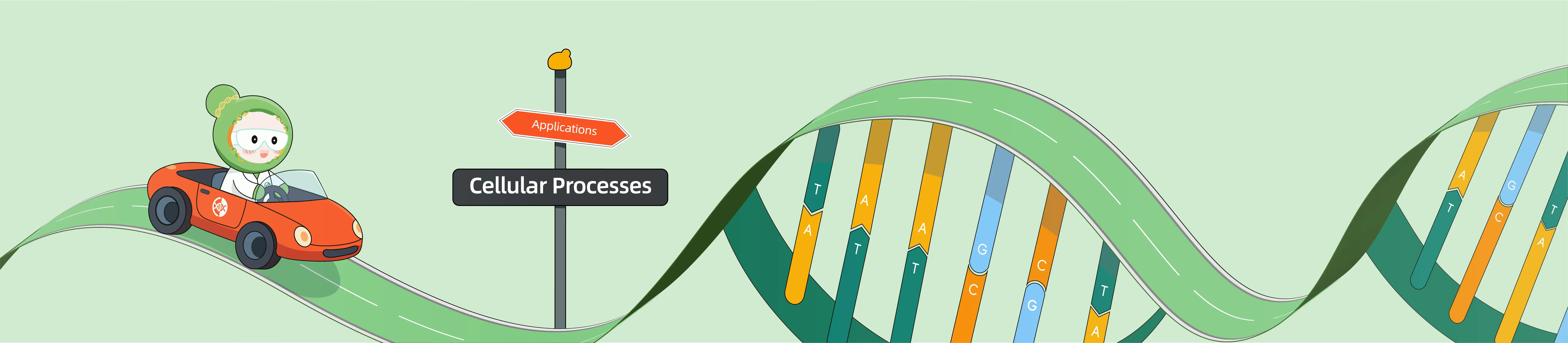 CRISPR Applications in Cellular Processes