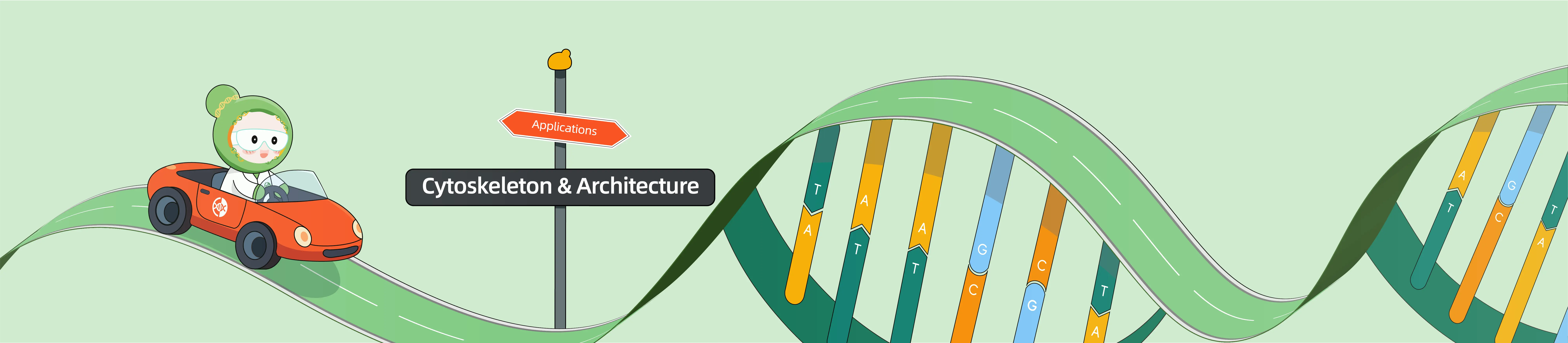 CRISPR Applications in Cytoskeleton and Architecture