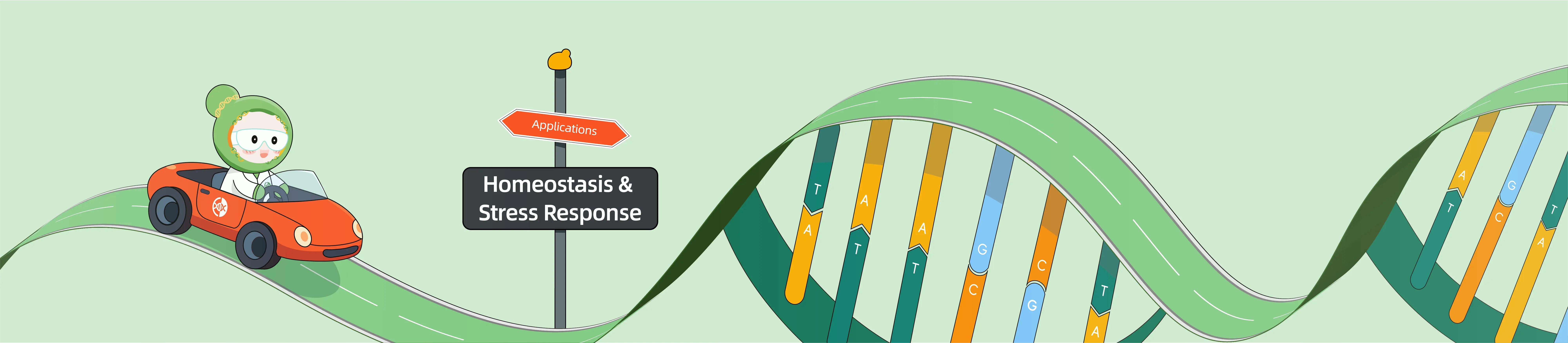 CRISPR Applications in Homeostasis and Stress Response