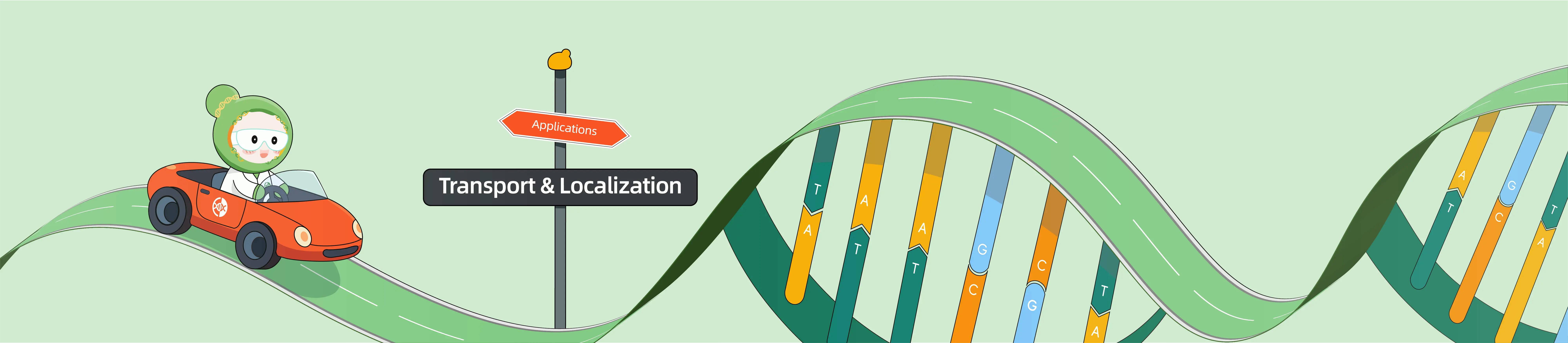 CRISPR Applications in Transport and Localization