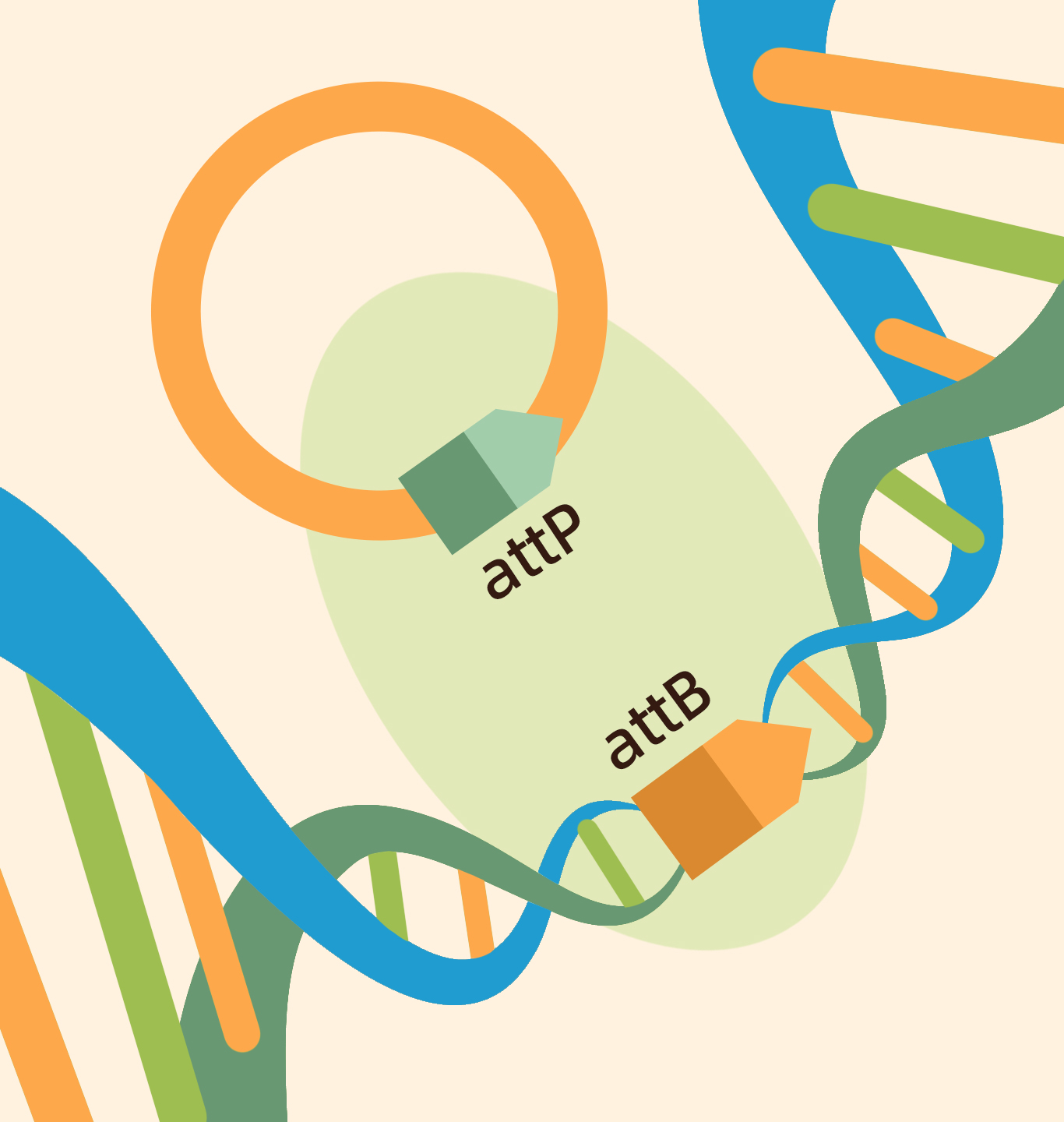 LandingPad™ Gene Integration Platform