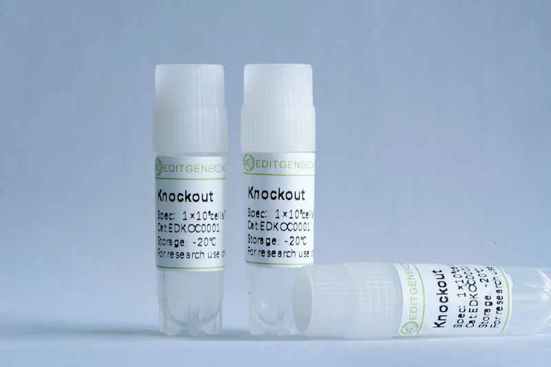 RGR knockout cell line (A375)